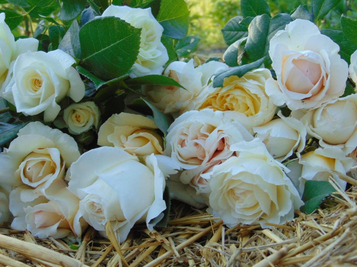 Fleurs De Brenne Gite Neuillé-le-Lierre Dış mekan fotoğraf