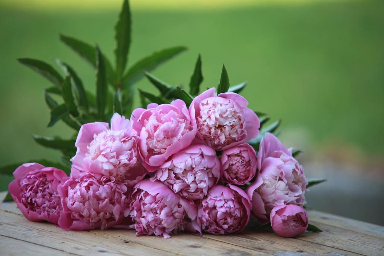 Fleurs De Brenne Gite Neuillé-le-Lierre Dış mekan fotoğraf
